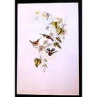 Vintage Calothorax Fanny Hummingbird Print Vintage Bird Wall Art Decor 151