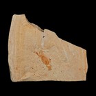 0 9  Fossil Crab Pinnixa Galliheri Pea Crab Monterey Cty San Luis Obispo