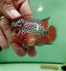 1 Male-live Aquarium Flowerhorn Fish High Quality-super Short Body Red Dragon 05