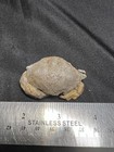 Rare Eocene Crab From Fisher  Louisiana Wolf Family Coll 