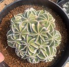 1pcs Pot 10cm Rare Cacti Aztekium Hintonii Random Self Rooted Boutique Decor