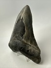 Megalodon Shark Tooth 5 78 Inch Large - Authentic Fossil - Natural - Real 19107