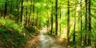 Forest Scenery Canvas Painting Canvas Wall Art Posters   Prints Art Wall Picture