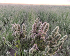 From The Field   Premium Whole Catnip Buds For Cats   Organic  Usa-grown  Fresh 