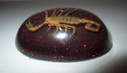Scorpion Specimen Paperweight     Acrylic Dome     Red Glittered     Oval 3 75 x 2 75 