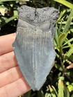 Natural Beautiful 3 07    Megalodon Tooth Fossil Shark Teeth