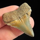 Great White Shark Tooth 1 42  Megalodon Teeth Era Fossil Unrestored Neogene