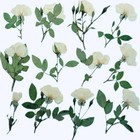 Doramagic 12pcs Nauture Dried Pressed Rose  Real Flowers White 
