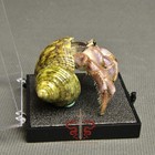 Crab Specimen Coenobita Brevimanus  Museum-quality Taxidermy   Display Box