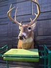9 Point Whitetail Deer Shoulder Taxidermy Mount  1 Local Pickup Only