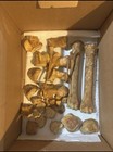 Full Authentic Real Horse Skeleton- Unbleached