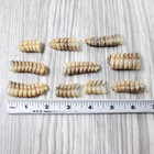 10 Rattlesnake Rattles   8257    Taxidermy Diamondback Sidewinder