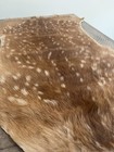 Whitetail Deer Fawn Tanned Hide Taxidermy Art Wildlife Cabin Unique Spots Rare