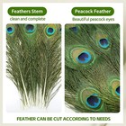 20pcs Real Natural Peacock Eye Feathers 10-12 Inch for Diy Craft floral Arran   