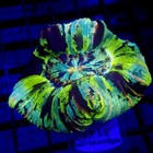 Ultra Trachyphyllia Medium Wysiwyg - Indigo Corals - Ic 3141 - Trachy