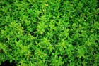 500 Common Thyme Seeds   Sale Free Shipping Non Gmo Heirloom