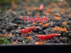 Skittles Premium Shrimp Pack 10 Pack  2 Extra Shrimp High Grade Neocaridina Fres