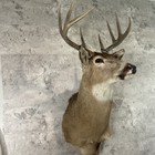 Taxidermy 8 Point 19    Spread Whitetail Deer Shoulder Mount Hunting Cabin Decor