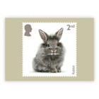 Gb 2026 Pets Phq Postcards Set Of 10  Mint - Sealed Pack  Issue Date 20 08 2026