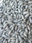 Vintage 1950 s -lt Blue  4 Oz -hawaiian Rice Shells - Craft  Sailor s Valentines