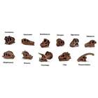 Z  Safati Ltd Dinosaur Skulls Toob 687404