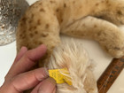 Vintage 1950-60 s Steiff Lion Button Paper Tag Leo Resting Mohair Ex  Condition
