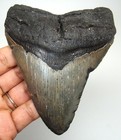 Megalodon Shark Tooth - Real Fossil 4 28    - Big Shark Teeth - No Restorations