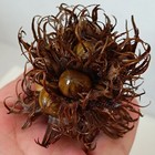 Turkish Hazelnut With Husk - Corylus Colurna Hazelnut Cluster - Turkish Hazelnut