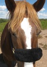 10 Inch L Real Sheepskin Horse Or Pony Noseband Fuzzies Usa Made Just Merino Jms