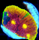 Corals Of Eden   Wysiwyg Live Coral Frag   Cb Fire Breather Chalice Coral Lps