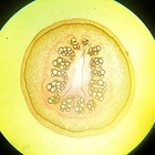 Antique Microscope Slide  Aristolochia Labiosa  Marcgraves Birthwort   C v smith
