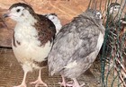 Rare Pharaoh Coturnix Celdon Quail Hatching Eggs Variety Colors Npip   Ai Jumbo
