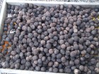 Iowa Organic Black Walnuts In Shell 2025 Crop   15 Pounds   Float Tested