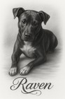 Custom Pet Portraits  Personalized Gift  8 5x11in  Laminated  Unframed