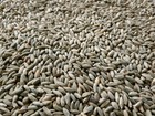 10 Lbs Organic Rye Berries - Bulk Clean Grain - No Fungicides - Mushroom Spawn