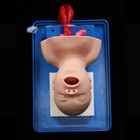 Intubation Manikin Study Teaching Baby Infant Model Airway Management Trainer Us