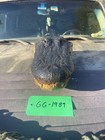 Gator Head 17 Inch Closed Mouth From 10 Foot Wild Louisiana Gator