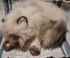 Russ Yomiko Himalayan Persian Cat Plush Stuffed Animal Toy White Vintage