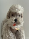 Vintage 1950s Steiff Mohair All Id Snobby Poodle Grey Jointed Limbs Collar 10 