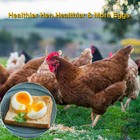 20lbs Bulk Dried Mealworms High Protein Wild Birds Food Chickens Hen Fish Treats