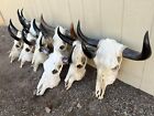 Steer Skull 22  To 26  Wide Polished Horns   One Only  Longhorn Cow Bull Head