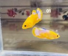 Betta Male Yellow Fancy Pair By Male Get Free Female Live Fish High Quality  1