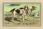 Griffons Vend  ens Nivernais     1930s Manufrance Dog Print     Vintage Lithograph
