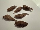 Cecropia Moth    Hyalophora Cecropia  Empty Cocoons  not Live 