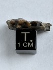 Fossil Dog-    hesperocyon Gregarius    Lower Jaw Section With 2 Teeth- Oligocene Sd