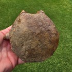Massive 4  Tylosaurus Rex Tail Caudal Vertebrae Bone Fossil Tx Mosasaur Ozan