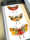 Lantern Fly Collection Deep Box Frame Display Case Insect Planthopper Cicada Bug