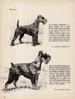 1945 Gladys Cook Standard Schnauzer Print Ch Winalesby Volsung Schnauzer 6827m