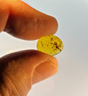 A101 Bu3060 Odd Blooming Flower In Burmese Amber Burmite 99mya