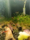     10  1 Fire Red Cherry - Freshwater Neocaridina Aquarium Shrimp  Live Guarantee